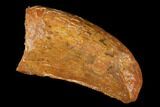 Juvenile Carcharodontosaurus Tooth - Feeding Worn Tip #176717-1